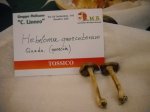 hebeloma quercetorum
